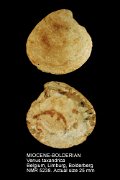 MIOCENE-BOLDERIAN Venus taxandrica